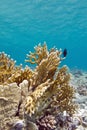 Coral reef with fire coral in tropical sea, underwater Royalty Free Stock Photo