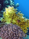 Coral reef with fire and corals on the bottom of red sea Royalty Free Stock Photo