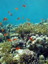 Coral reef with fire corals and exotic fishes anthias at the bottom of tropical sea Royalty Free Stock Photo