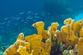 Coral reef Fire corals