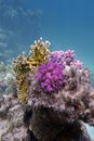 Coral reef with fire and hard corals Royalty Free Stock Photo