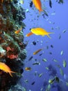 Coral reef fish Royalty Free Stock Photo