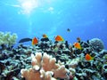 Coral reef fish Royalty Free Stock Photo