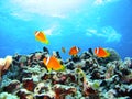 Coral reef fish Royalty Free Stock Photo