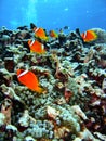 Coral reef fish Royalty Free Stock Photo