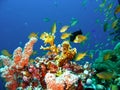 Coral reef fish Royalty Free Stock Photo