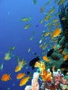 Coral reef fish Royalty Free Stock Photo