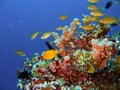 Coral reef fish