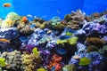 Coral reef and fish