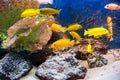 Coral reef fish in aquarium environment