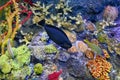 Coral Reef fish, Black, large protrusion or nose Royalty Free Stock Photo