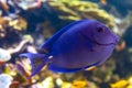 A coral reef fish of Blue tang Acanthurus coeruleus, a surgeonfish family Royalty Free Stock Photo