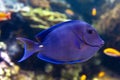 A coral reef fish of Blue tang Acanthurus coeruleus, a surgeonfish family