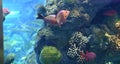 Coral Reef Fish, multiple species, Aquarium