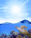 Coral Reef Fish Turtle Ocean Sky Australia