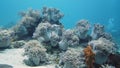 Coral reef with fish underwater. Leyte, Philippines.