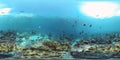 Coral reef with fish underwater 360VR. Camiguin, Philippines