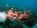 Coral reef fishes