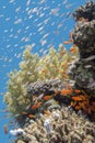 Coral reef with fishes Anthias in tropical sea, underwater Royalty Free Stock Photo