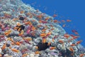 Coral reef with fishes Anthias in tropical sea, underwater Royalty Free Stock Photo