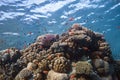 Coral Reef with fish Royalty Free Stock Photo