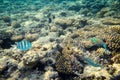 Coral reef with fishes of the red sea Royalty Free Stock Photo