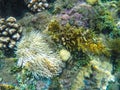 Coral reef formation on the sea bottom. White actinia and corals underwater photo.