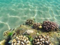 Coral reef formation on the sea bottom. Young coral formation on sand seabottom.