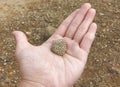 Coral Reef Fossils on Palm