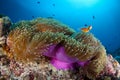 Coral reef garden in Palau, Micronesia