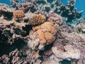 Coral reef garden in red sea, Marsa Alam Egypt Royalty Free Stock Photo