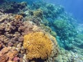 Coral reef garden in red sea, Marsa Alam Egypt Royalty Free Stock Photo