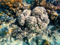 Coral reef garden in red sea, Marsa Alam Egypt Royalty Free Stock Photo