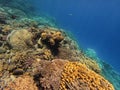 Coral reef garden in red sea, Marsa Alam Egypt Royalty Free Stock Photo