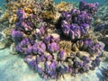 Coral reef garden in red sea, Marsa Alam Egypt Royalty Free Stock Photo