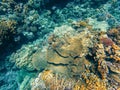 Coral reef garden in red sea, Marsa Alam Egypt Royalty Free Stock Photo