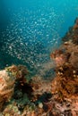 Coral reef and glassfish in the Red Sea.