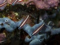 Coral Reef Gobies Royalty Free Stock Photo