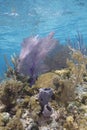 Coral Reef Grand Cayman Royalty Free Stock Photo