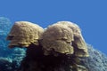 Coral reef with grat porites coral at the bottom of tropical sea