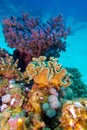 Coral reef with great hard and soft corals at the bottom of tropical sea Royalty Free Stock Photo