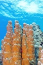 Coral reef with great porites coral at the bottom of tropical se