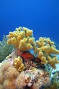 Coral reef with great soft coral and blue-spotted red exotic fish, underwater Royalty Free Stock Photo