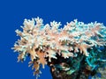 Coral reef with great soft coral at the bottom of tropical sea isolated on blue water background