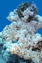 Coral reef with great white sea sponge at the bottom of tropical Royalty Free Stock Photo