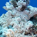 Coral reef with great white sea sponge at the bottom of tropical sea Royalty Free Stock Photo