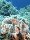 Colorful coral reef at the bottom of tropical sea, underwater landscape Royalty Free Stock Photo