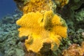 Coral reef with great yellow mushroom leather coral in tropical sea Royalty Free Stock Photo