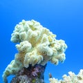 Coral reef with great yellow mushroom leather coral in tropical sea