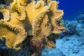 Coral reef with great yellow mushroom leather coral , underwater Royalty Free Stock Photo